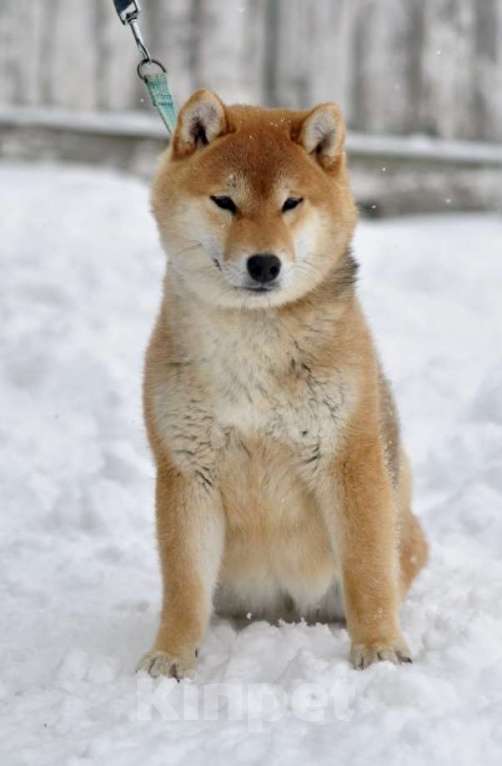 Собаки в Задонске: Девочка Сиба Девочка, 40 000 руб. - фото 2