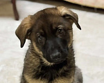 Собаки в Новосибирске: Щенки Немецкой овчарки Разнополые, 20 000 руб. - фото 5