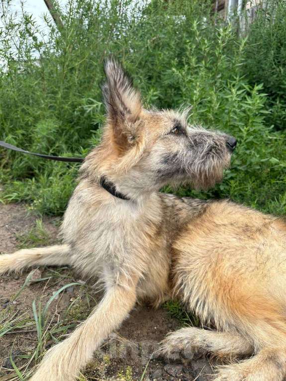 Собаки в Люберцах: Гоша мечтает о семье, малыш 11 месяцев, спасен.  Мальчик, Бесплатно - фото 2