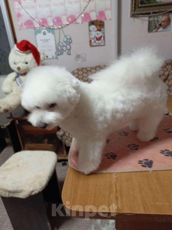 Собаки в Казани: Бишон в добрые руки Девочка, Бесплатно - фото 1