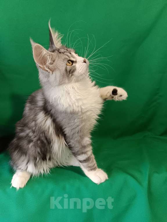 Кошки в других городах Владимирской области: Котенок мейн кун Мальчик, Бесплатно - фото 3