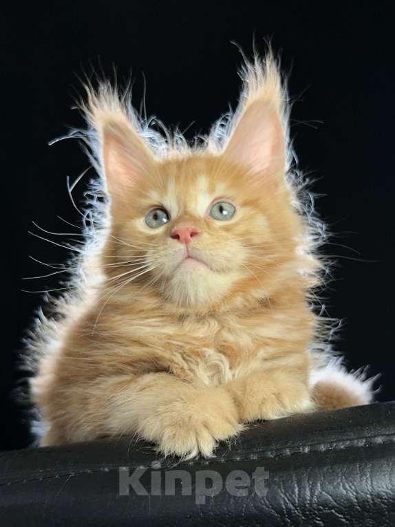 Кошки в Москве: Vasilisa Ventura-House.com Девочка, 100 000 руб. - фото 6