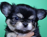 Собаки в Санкт-Петербурге: Щенок чихуахуа, длинношерстная девочка нарядного окраса Девочка, 60 000 руб. - фото 3