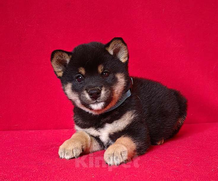 Собаки в Москве: Сиба ину. Мальчик. Мальчик, 50 000 руб. - фото 1