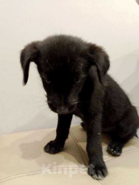 Собаки в Москве: Щенок в добрые руки Мальчик, Бесплатно - фото 4