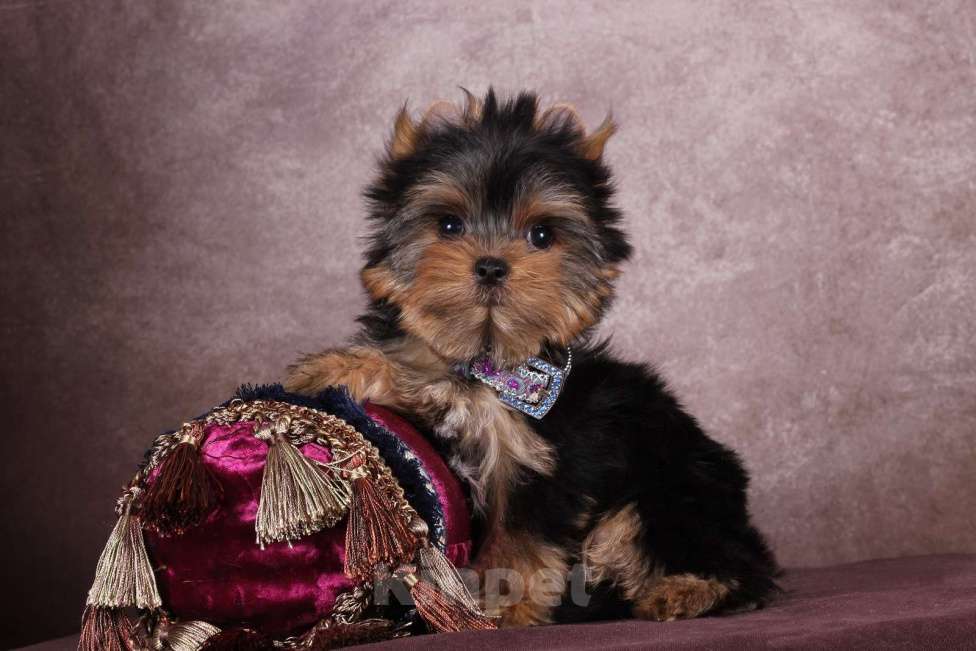 Собаки в Москве: Йоркширский  красавчик Ювентус Мальчик, 45 000 руб. - фото 8