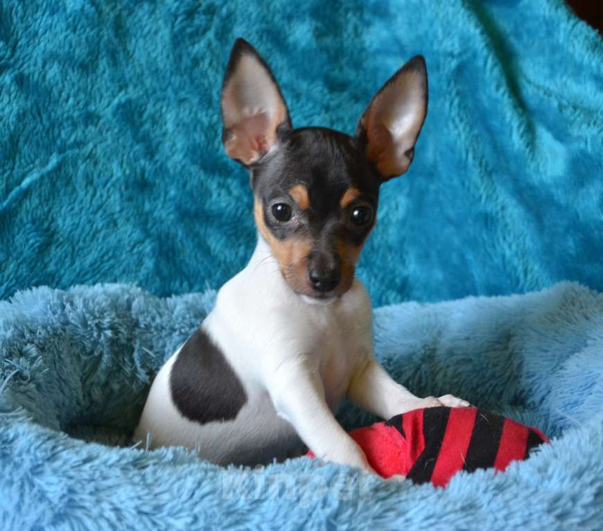 Собаки в Москве: Щенок той фокстерьера Бильбо Мальчик, 45 000 руб. - фото 3