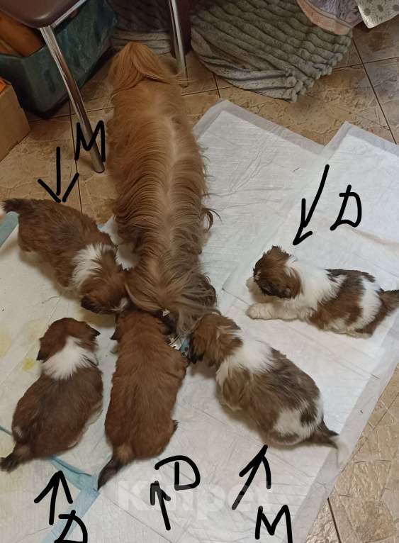 Собаки в Санкт-Петербурге: Девочка ши-тцу в ярком шоколадном плаще Девочка, 50 000 руб. - фото 2