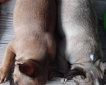 Собаки в Курске: Французский бульдог  Мальчик, 20 000 руб. - фото 3