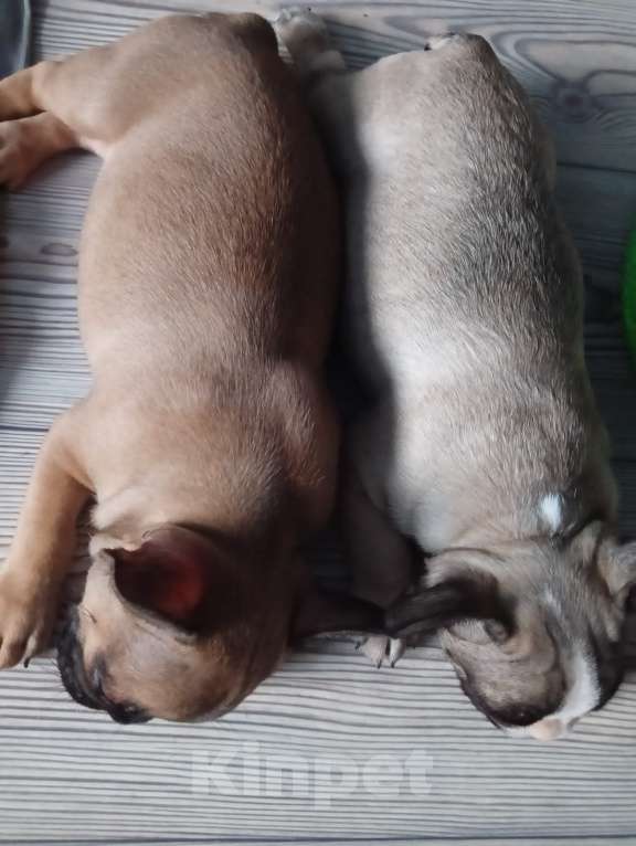 Собаки в Курске: Французский бульдог  Мальчик, 20 000 руб. - фото 3