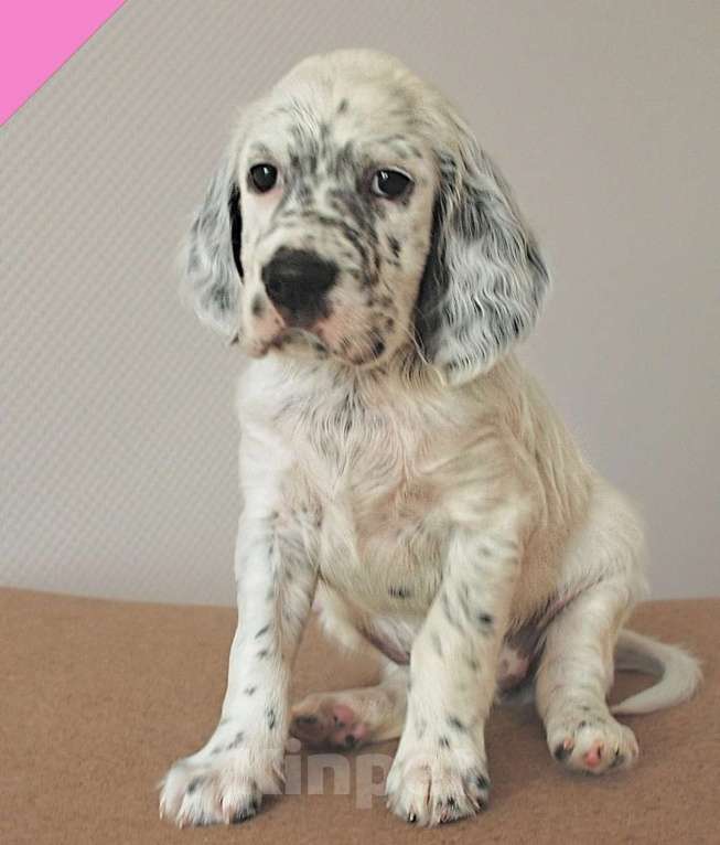 Собаки в Екатеринбурге: АНГЛИЙСКИЕ АРИСТО-СЕТТЕРЫ Девочка, 80 000 руб. - фото 9