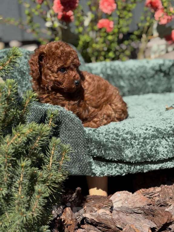 Собаки в Нижнем Новгороде: Той-пудель, щенок Мальчик, 150 000 руб. - фото 7