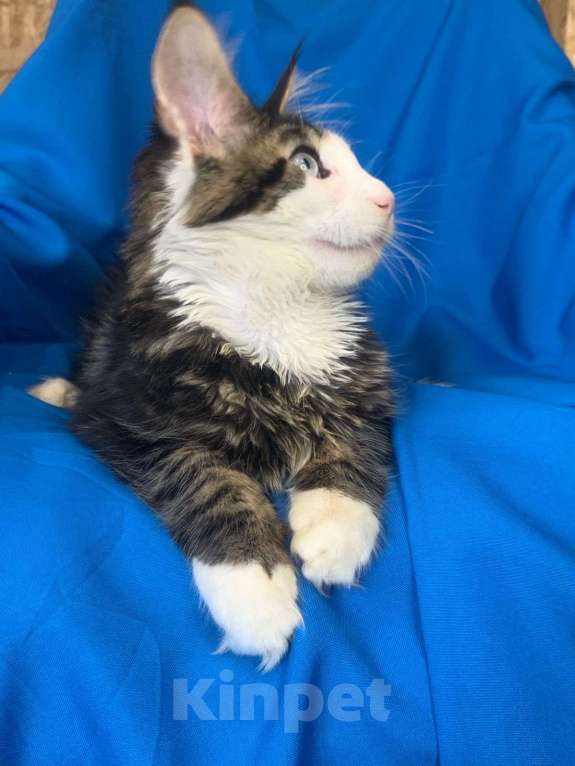 Кошки в Тамбове: Мейн-кун голубые глаза  Мальчик, 150 000 руб. - фото 8