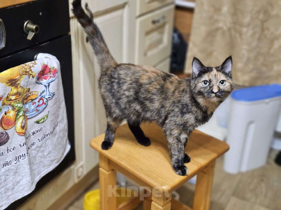 Кошки в Новосибирске: Кошка Брусничка 1 год Привита  Девочка, Бесплатно - фото 1