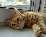 Кошки в Мытищах: Котенок в добрейшие руки Мальчик, Бесплатно - фото 7