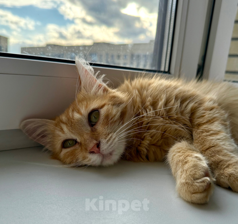 Кошки в Мытищах: Котенок в добрейшие руки Мальчик, Бесплатно - фото 7