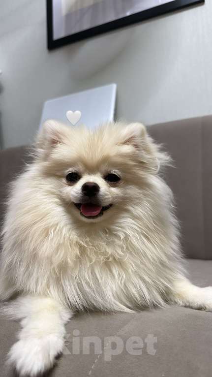 Собаки в Москве: Мила! Девочка, 20 000 руб. - фото 3