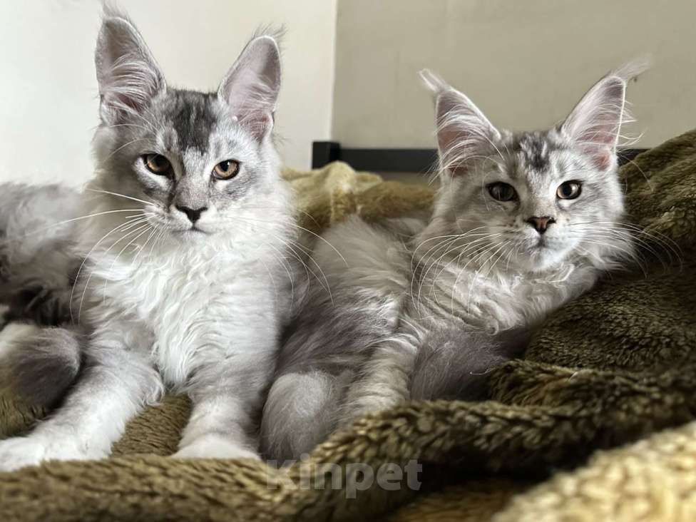 Кошки в других городах Свердловской области: Котята мейн-кун, серебро Мальчик, 50 000 руб. - фото 2