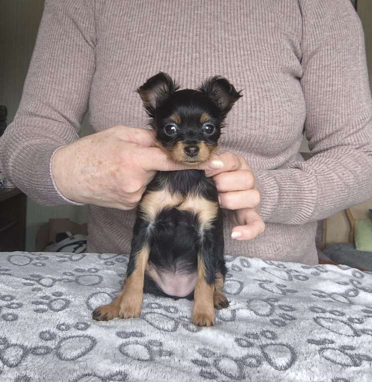 Собаки в Краснодаре: Девочка дш русского тоя Девочка, Бесплатно - фото 3