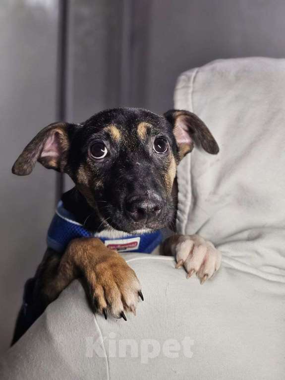 Собаки в Санкт-Петербурге: Забавный щенок Мишаня в дар Мальчик, Бесплатно - фото 5