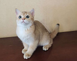 Кошки в Санкт-Петербурге: Очень ласковый котик Мальчик, 350 000 руб. - фото 1