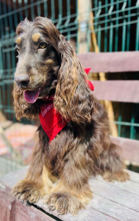 Собаки в других городах Ставропольского края: Английский Кокер спаниель  Мальчик, Бесплатно - фото 5