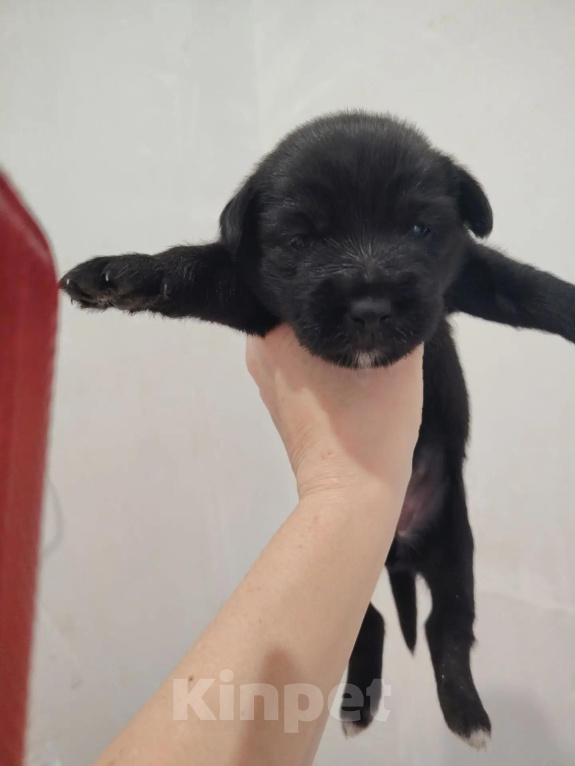 Собаки в Козьмодемьянске: Очаровательные малыши ищут семью! 🐾 Разнополые, 10 000 руб. - фото 2