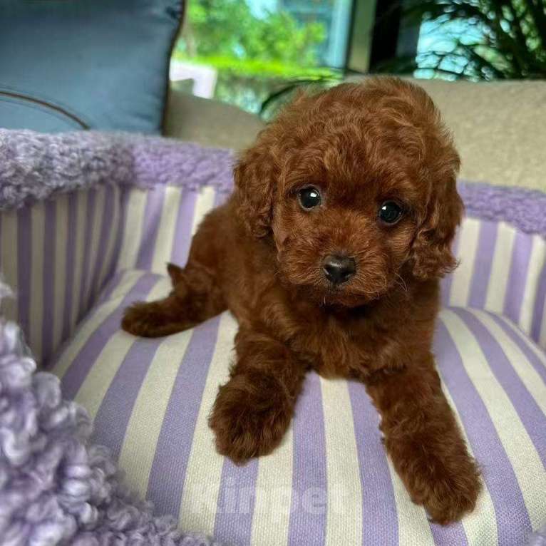 Собаки в Омске: Той-пудель, щенок Мальчик, 150 000 руб. - фото 7