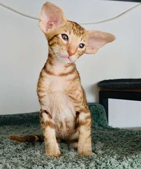 Кошки в Перми: ориентальный котенок Мальчик, 120 000 руб. - фото 4