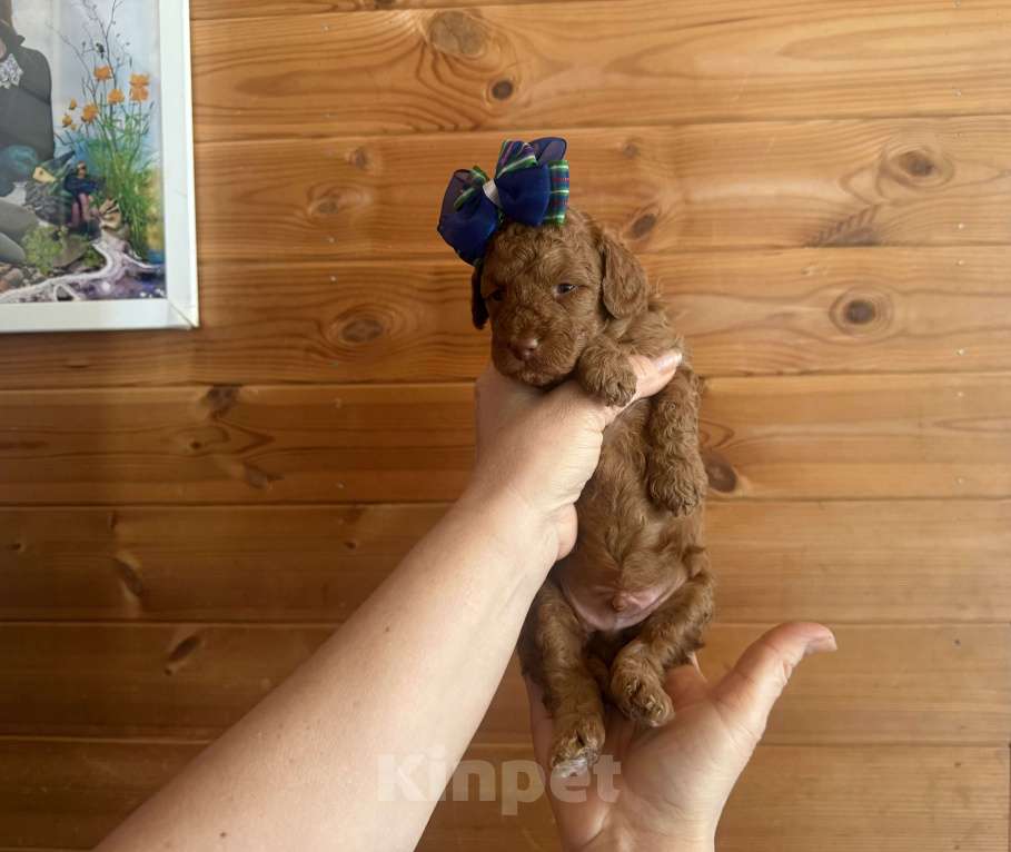Собаки в Москве: Той пудель Мелкая миниатюра Разнополые, 60 000 руб. - фото 3