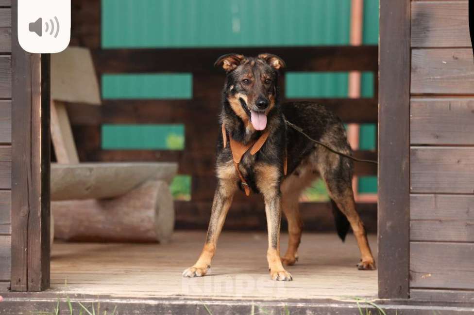Собаки в Москве: Общительный и ласковый пёс Енисей в добрые руки Мальчик, 1 руб. - фото 7