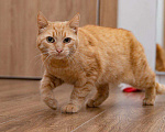 Кошки в Рязани: Рыжая кошка в дар, Бесплатно - фото 3