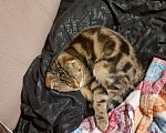 Кошки в Петрове Валу: Котята шотландские, 1 500 руб. - фото 1