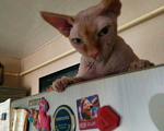 Кошки в Барыше: Котик, 1 руб. - фото 2