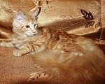 Кошки в Лянторе: Кошечка мейн-кун, MCO ds 22, 25 000 руб. - фото 8