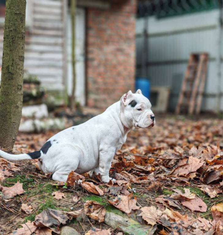 Собаки в Мытищах: Щенок американского булли Девочка, 80 000 руб. - фото 2