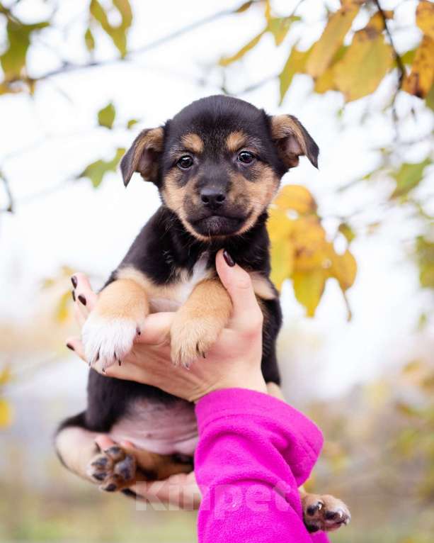 Собаки в Москве: Миниатюрный щенок в добрые руки Девочка, Бесплатно - фото 2