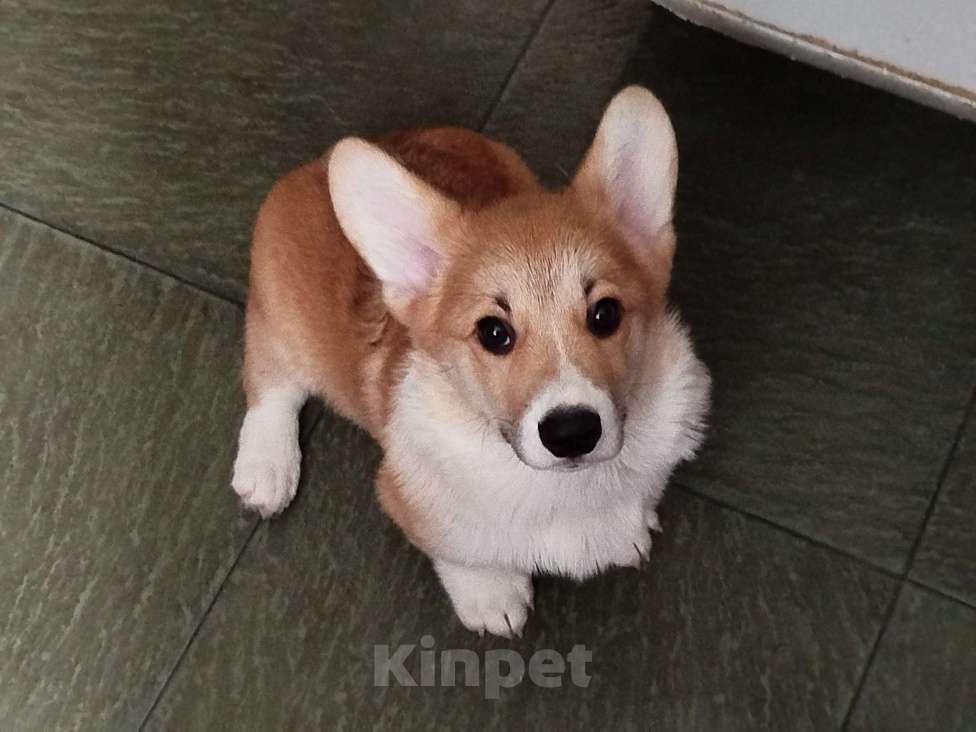 Собаки в других городах Тверской области: Щëголь из Дома Левшовой Мальчик, Бесплатно - фото 5