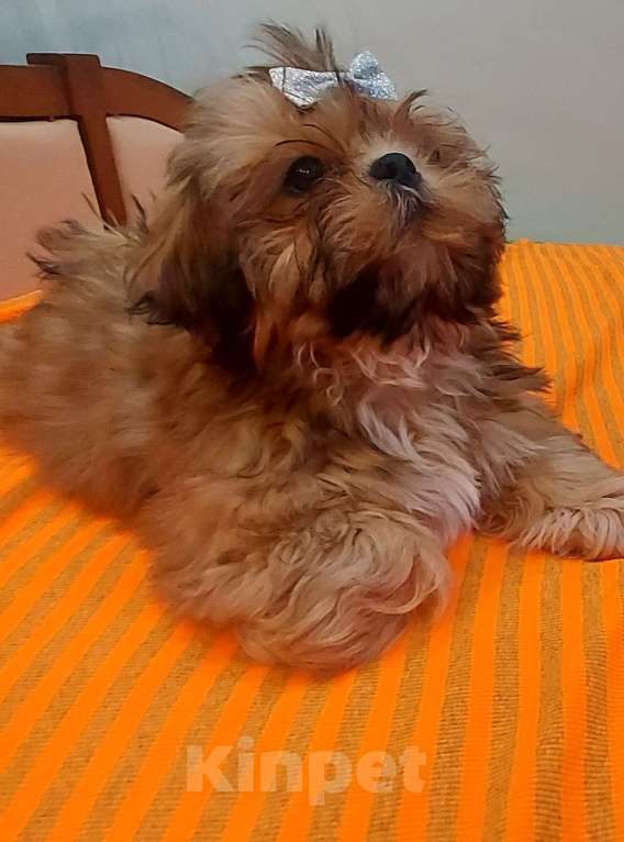 Собаки в Москве: Щенок ши-тцу Мальчик, 50 000 руб. - фото 4