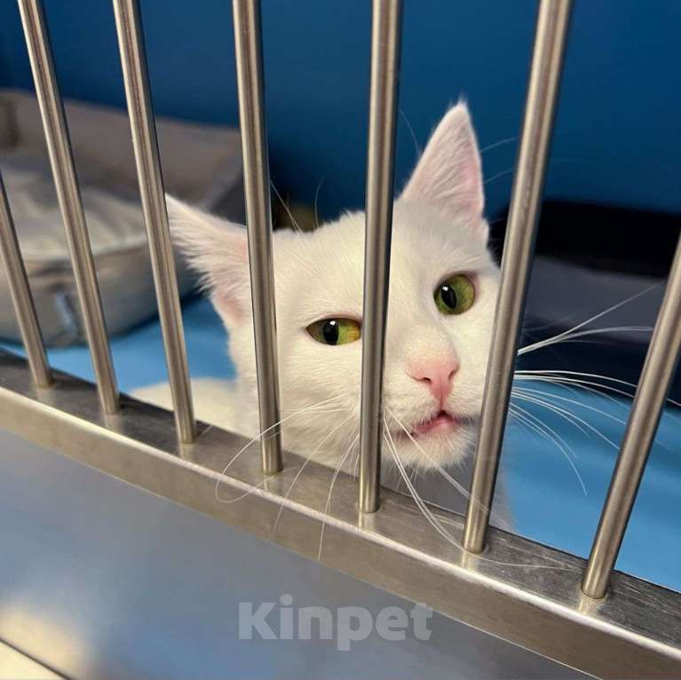Кошки в Москве: Белоснежная кошечка грустит одна взаперти 💔 Девочка, Бесплатно - фото 2