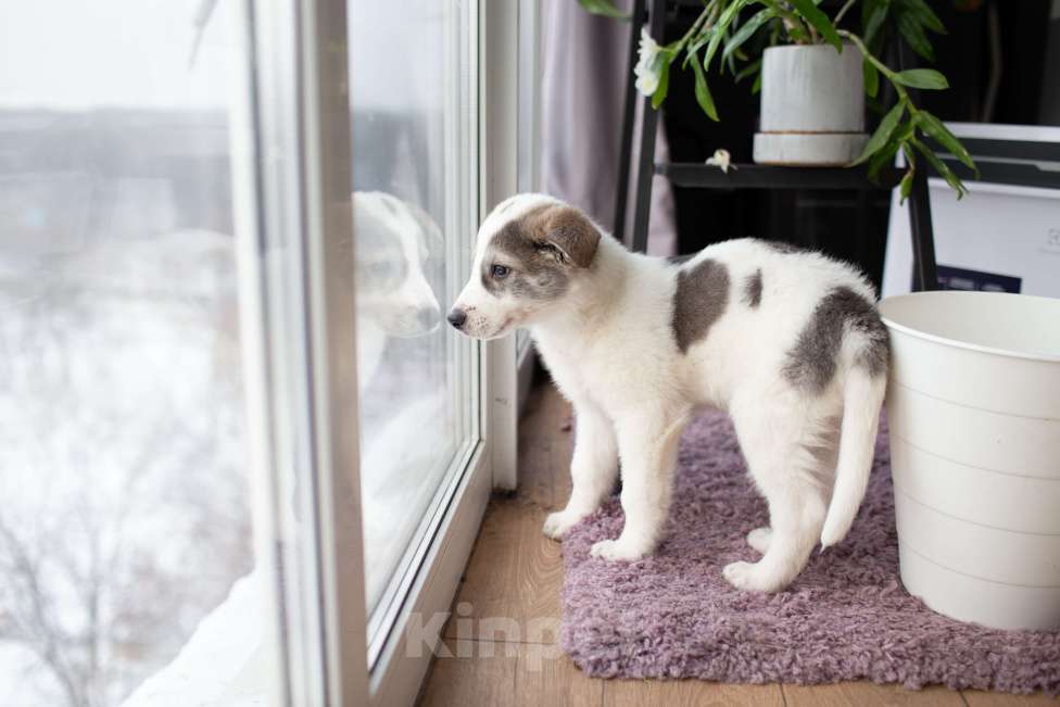 Собаки в Москве: Барон, щенок, 2.5 месяца Мальчик, 1 руб. - фото 6