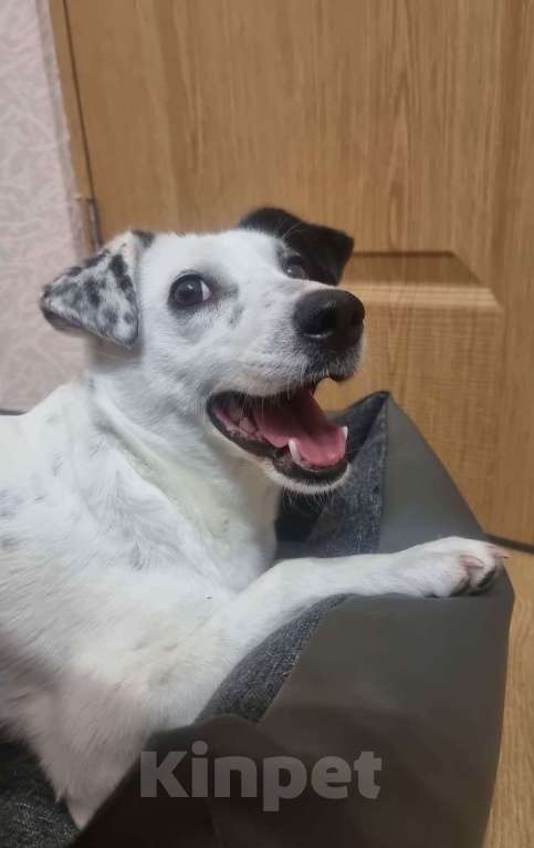 Собаки в Москве: Маленькая белая собачка Маруся Девочка, Бесплатно - фото 4