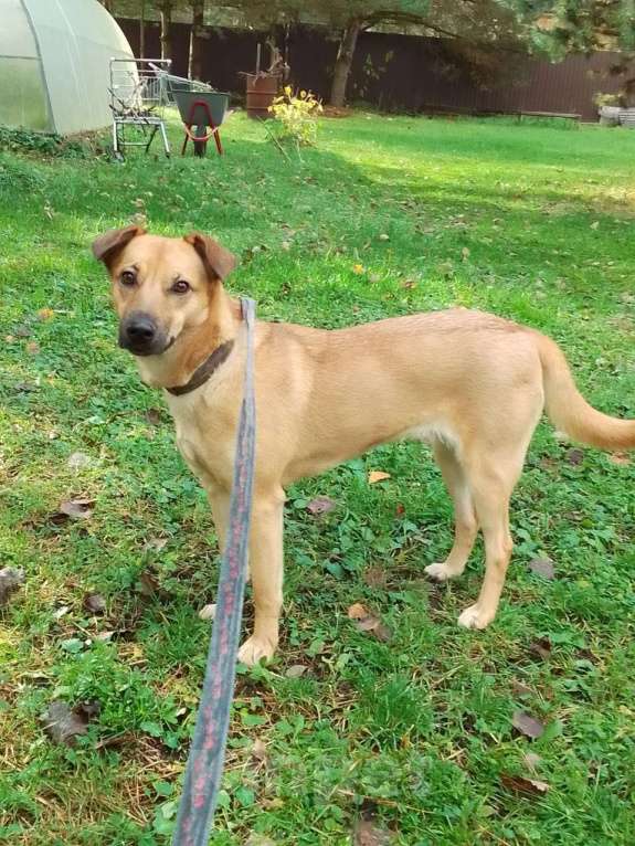 Собаки в Москве: Умная, ласковая в дар Девочка, Бесплатно - фото 2