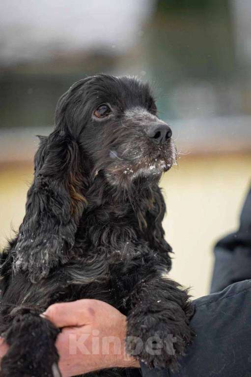 Собаки в Москве: Спаниель пес Терри ищет дом Мальчик, Бесплатно - фото 8