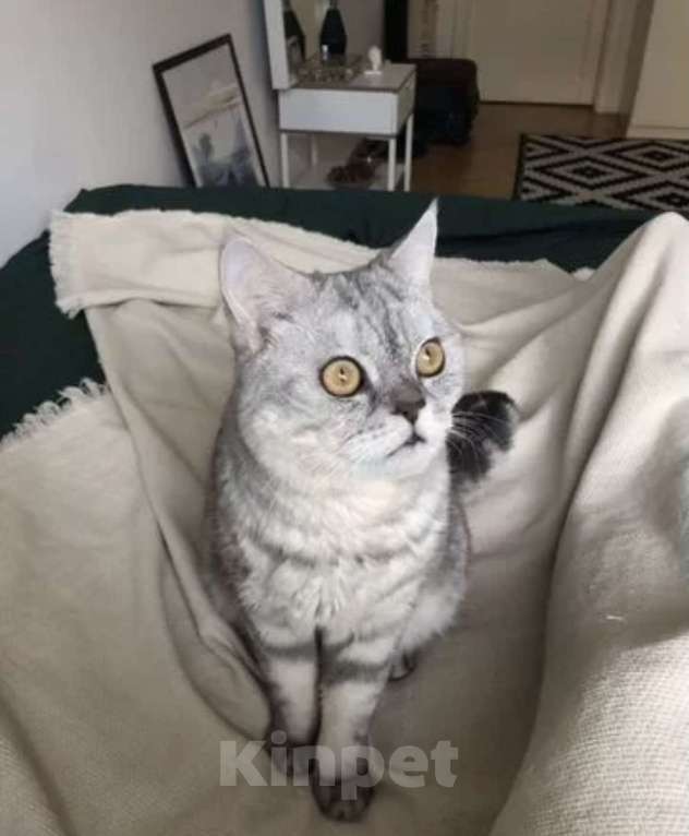 Кошки в Нижнем Новгороде: Породистый кот в добрые руки Мальчик, 1 руб. - фото 2