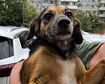 Собаки в Москве: ФИФОЧКА Девочка, Бесплатно - фото 5