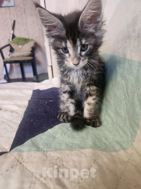 Кошки в Екатеринбурге: Продаются элитные котята Мейн-кун от домашних любимцев Девочка, 17 000 руб. - фото 3