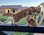 Кошки в других городах Московской области: Котенок Мейн-кун Мальчик, 50 000 руб. - фото 1