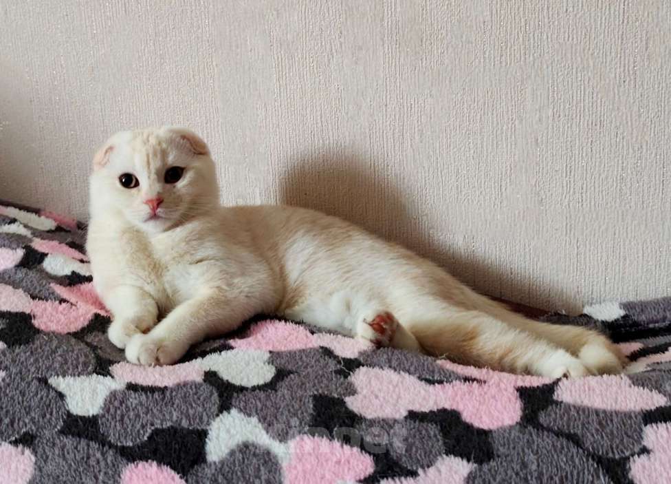 Кошки в Санкт-Петербурге: Шотландский котенок редкого окраса Мальчик, Бесплатно - фото 3