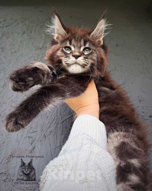 Кошки в Санкт-Петербурге: Котик черный мрамор на серебре Мальчик, 70 000 руб. - фото 2